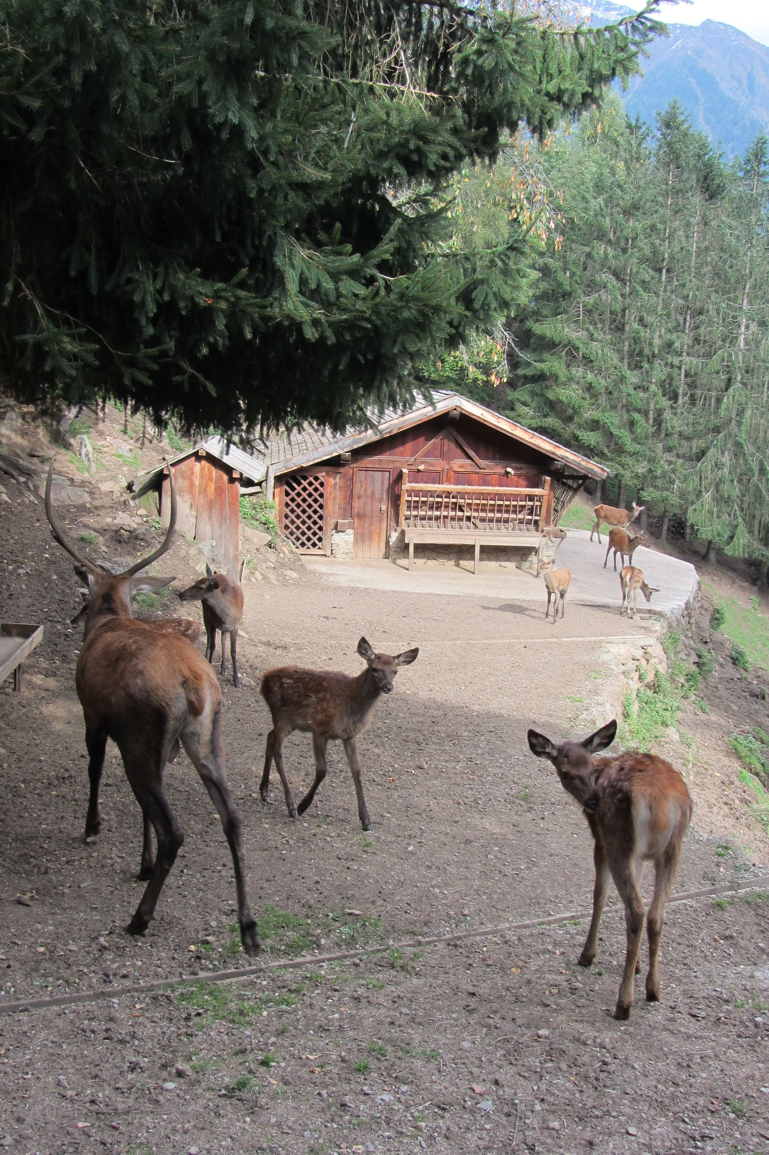 Parco dello Stelvio, ok della giunta provinciale al disegno di legge