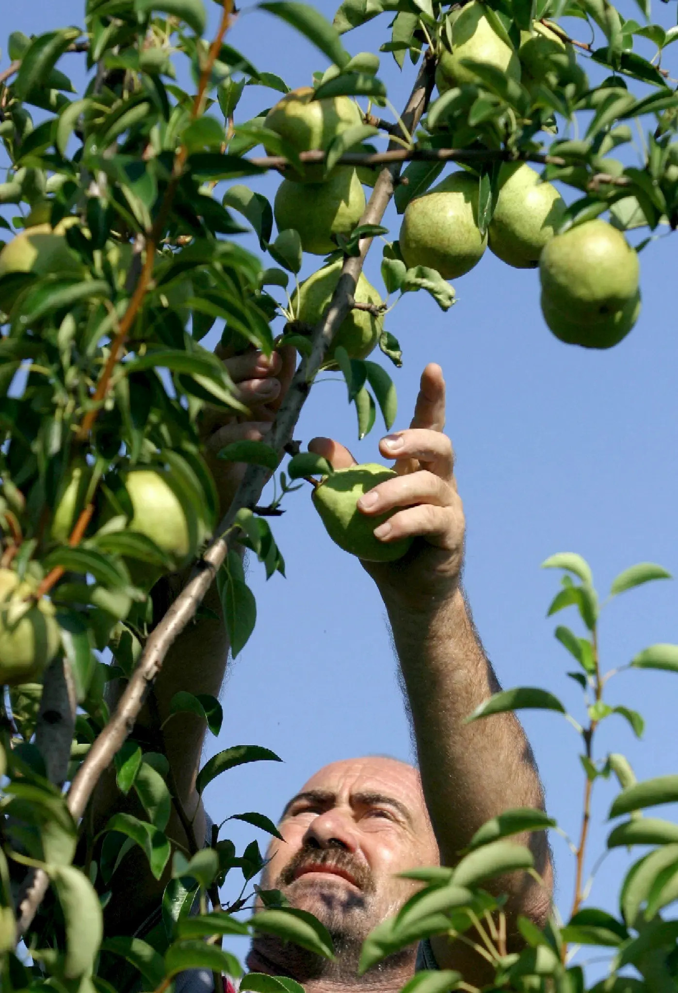 Val di Non, nuove varietà di pero