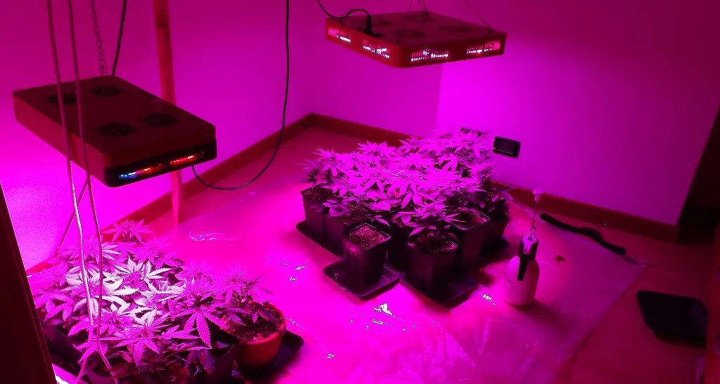 Maxisequestro di «droga del sesso» e di marijuana a Borgo