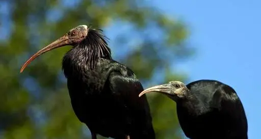 Gli Ibis eremita sono tornati in volo