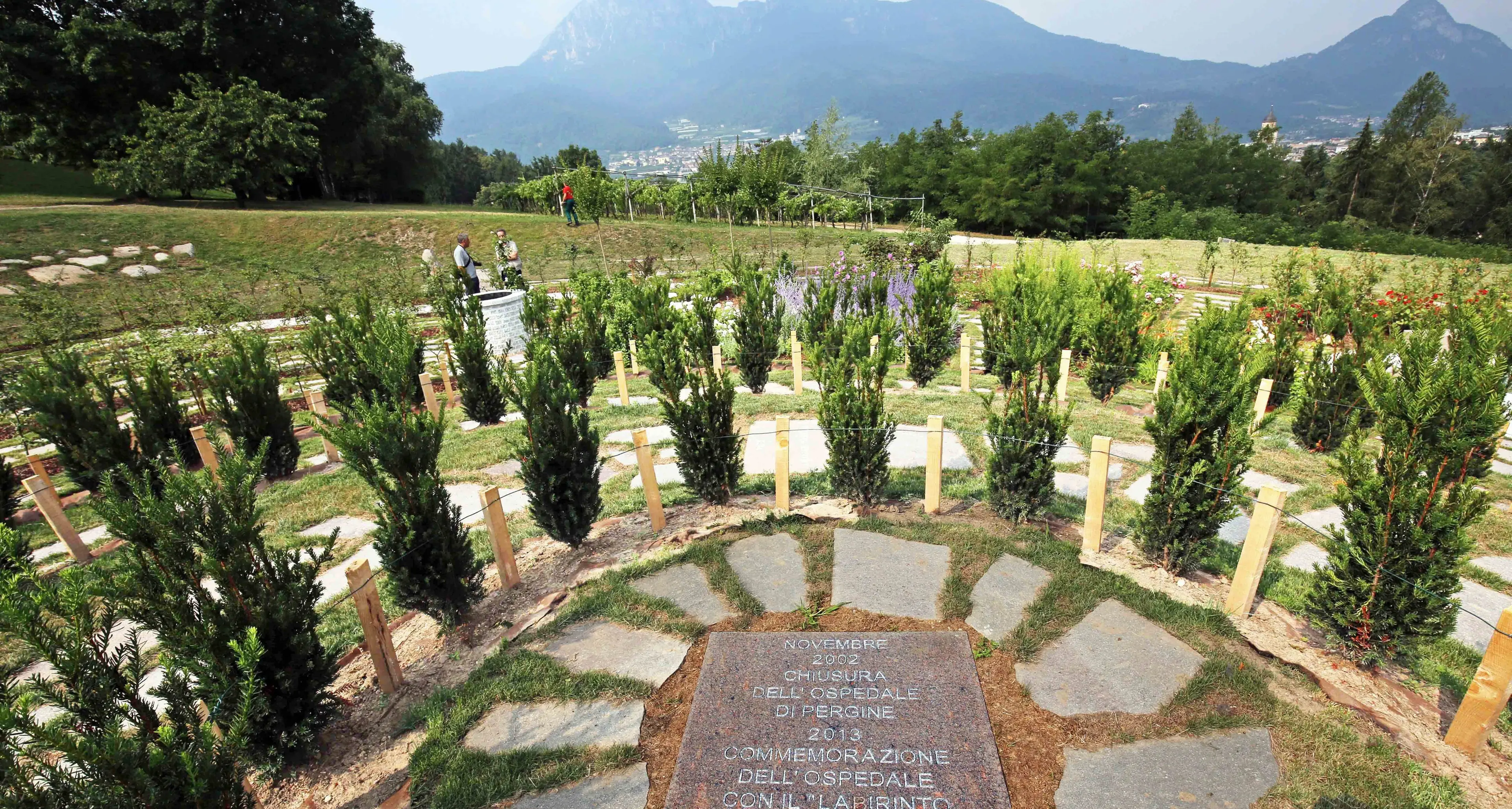 Pergine, cervello vegetale