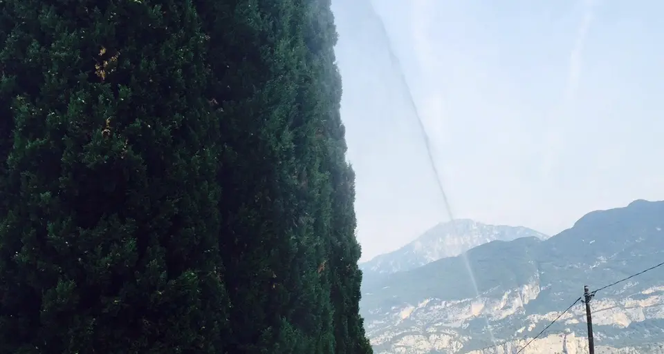 Cipressi malati nell'Alto Garda c'è una cura da 10 euro ad albero