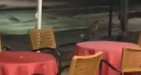 A Vigo di Fassa la volpe è la mascotte del paese