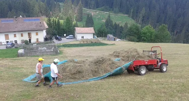 Siccità in Trentino il fieno ha subito un calo del 30%