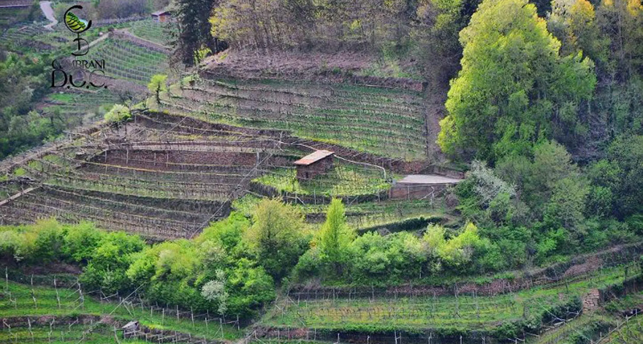 Müller Thurgau da scoprire