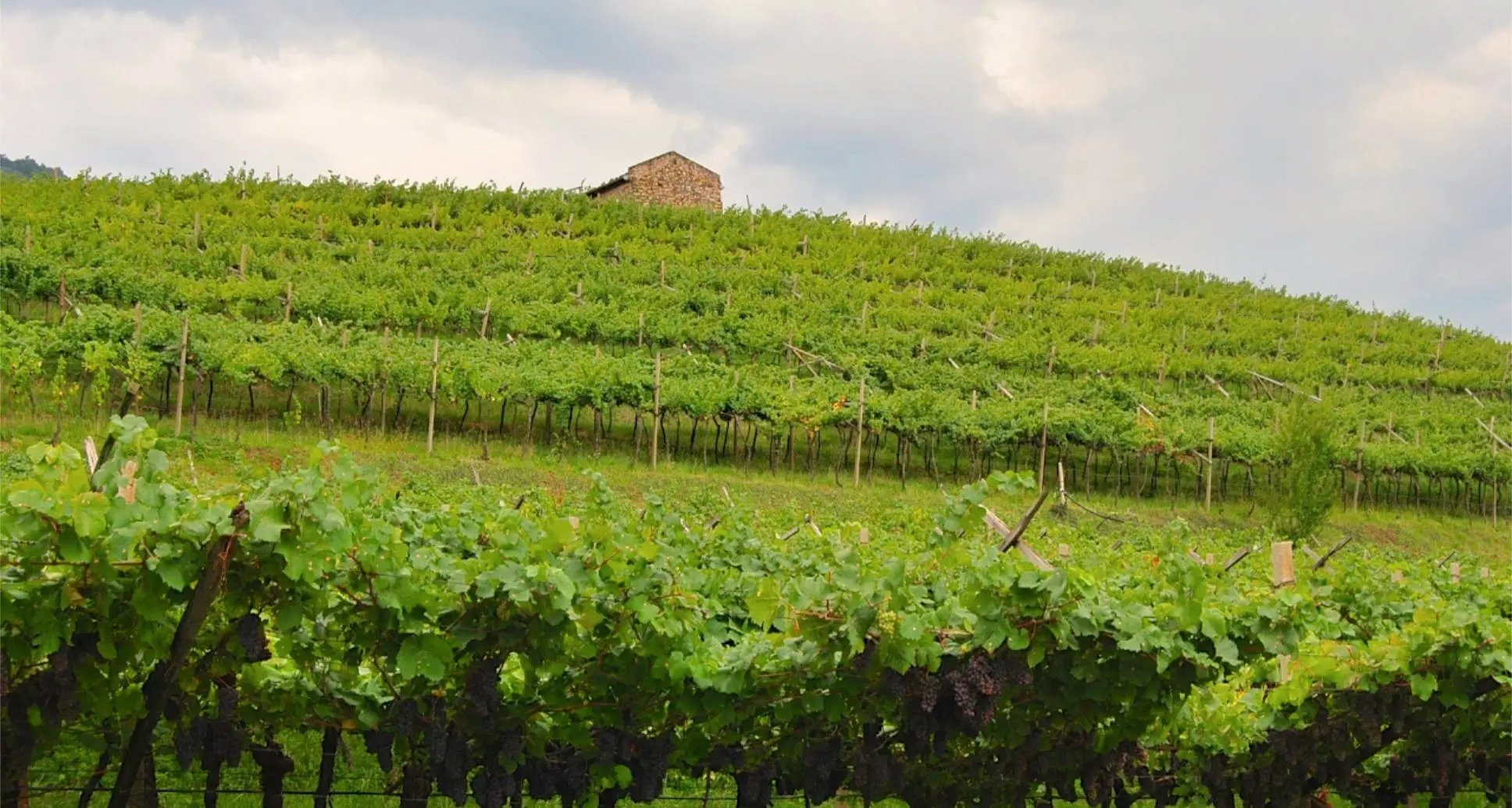 Clima cambia e il vino «sale» Vigneti anche al Nord Italia