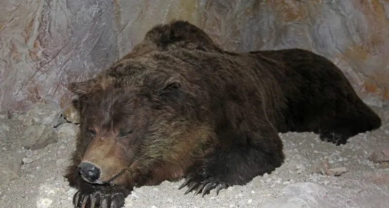 L'orso? Un problema già 40.000 anni fa