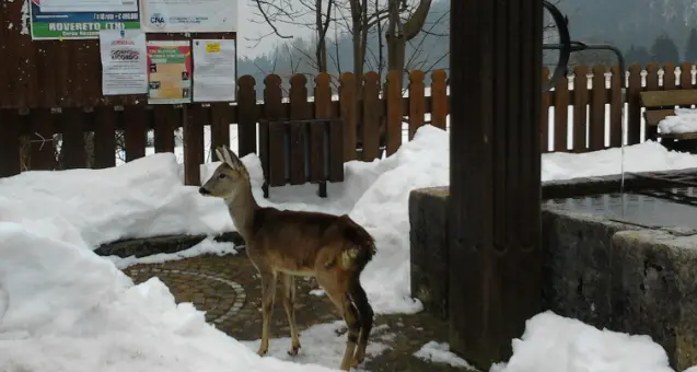 Cartolina dal Trentino: il capriolo sul Passo Sommo