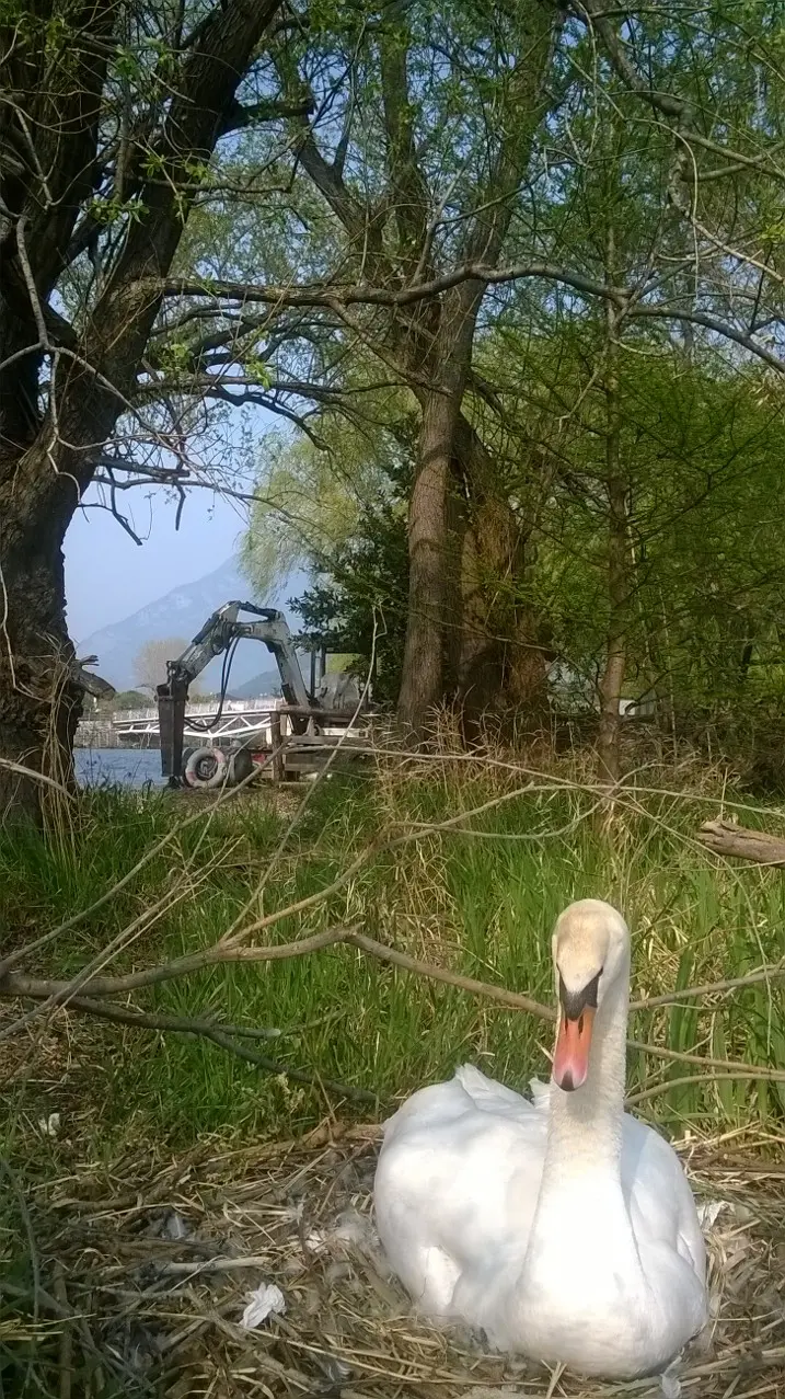 Torbole, la ruspa scava vicino al nido di mamma cigno