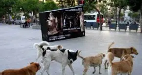 Bolzano, il Consorzio dei Comuni. Una tassa per chi ha un cane