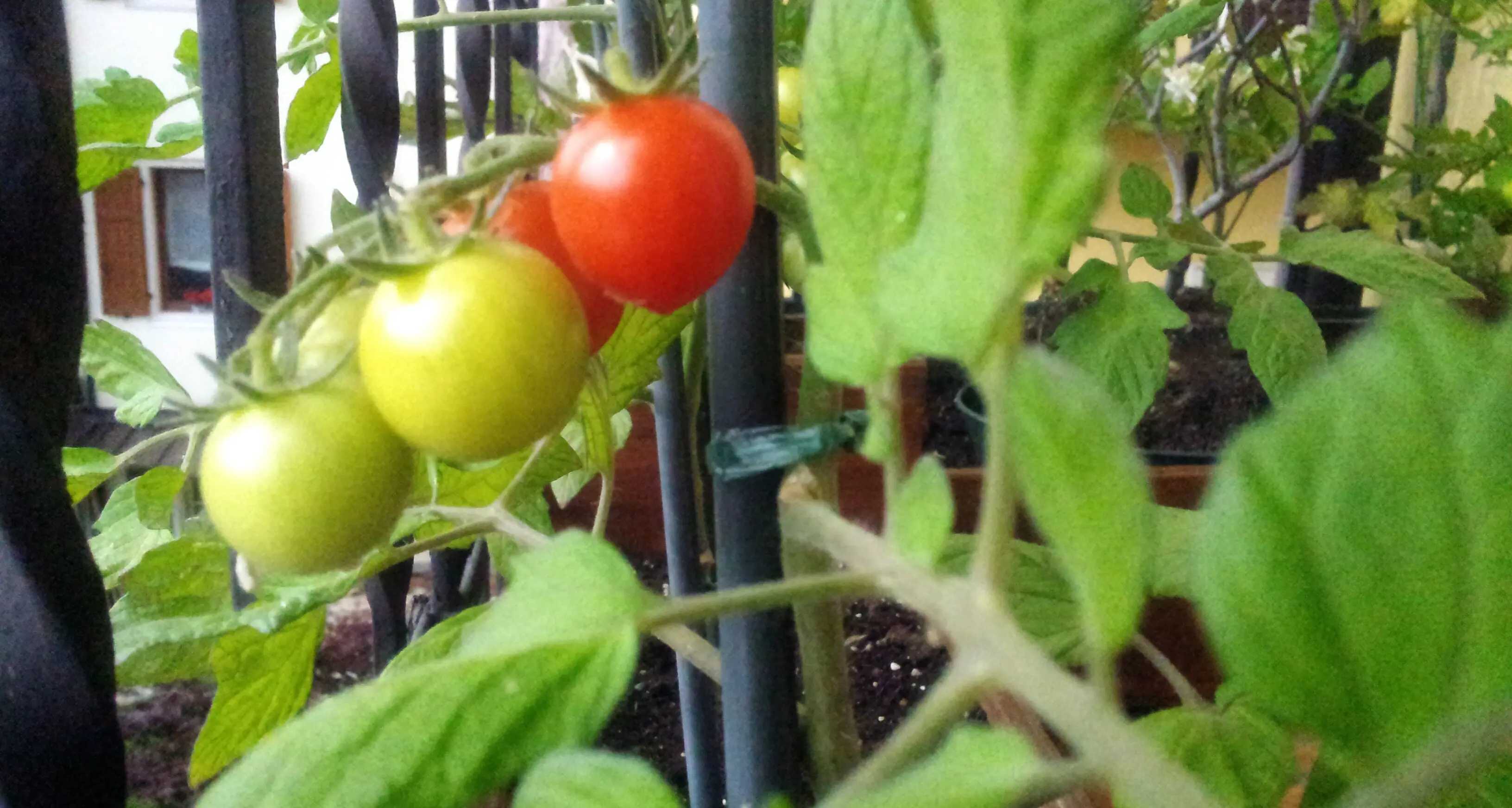 pomodori in terrazza passione dei trentini