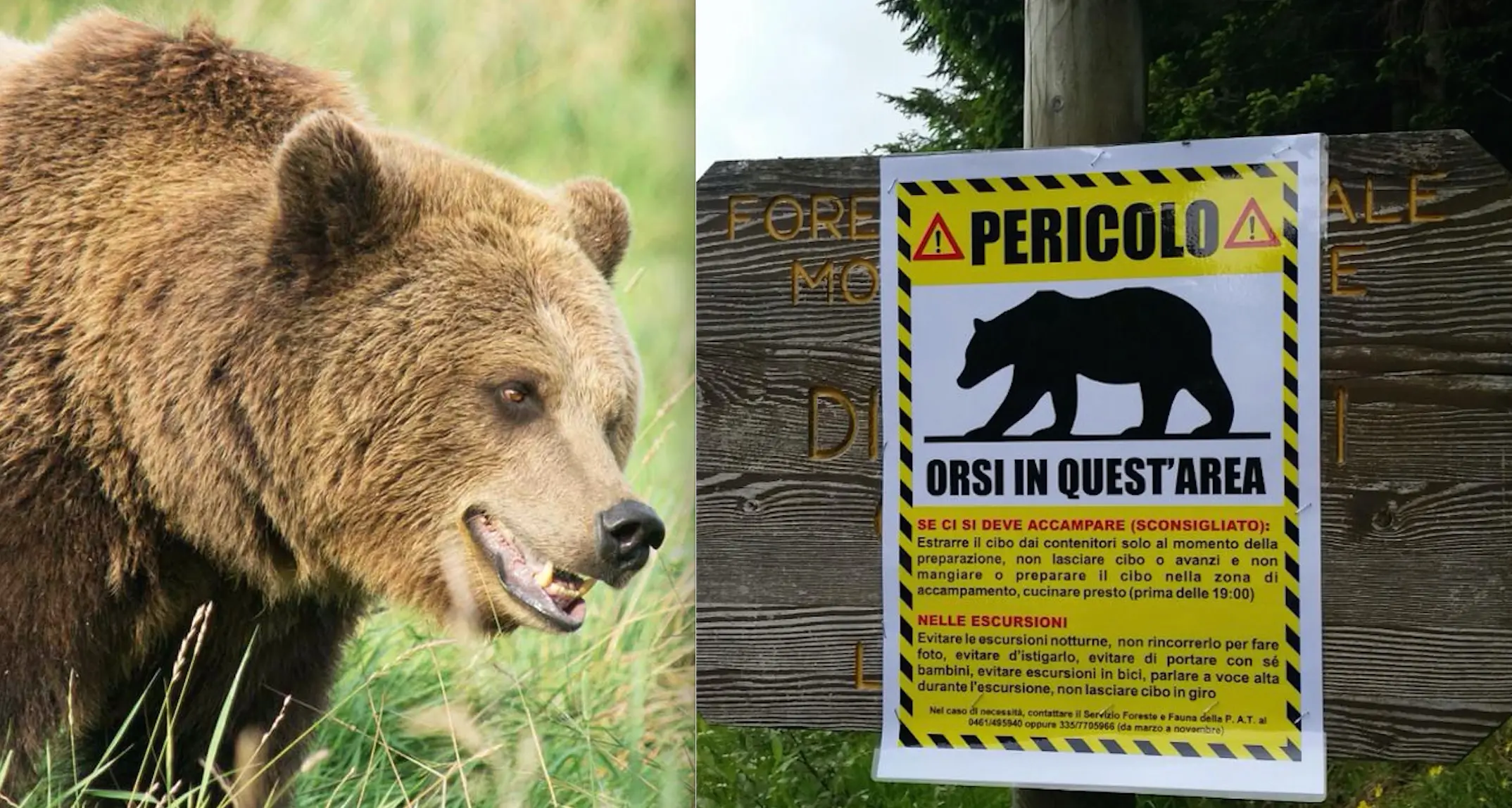 Questione orso: in Bondone ecco i cartelli di pericolo Discussione on line sulle regole da rispettare