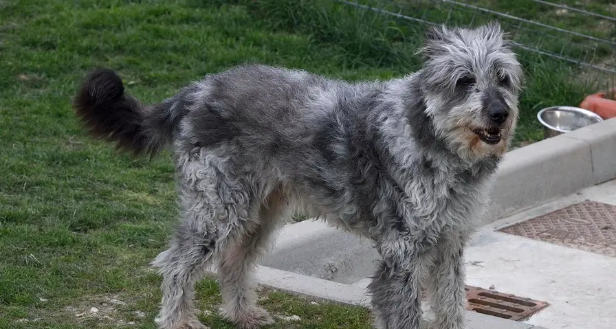 Cani randagi e avvelenati In Sicilia stato d'emergenza