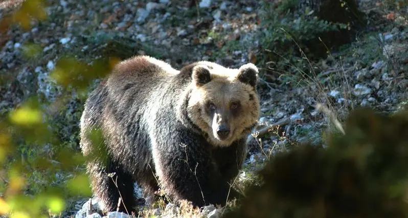 Pagina Facebook chiede il referendum su Life Ursus