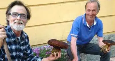 Porcini d'inizio estate Il record anche quest'anno a Cles