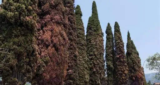 Cipressi del Garda malati, un'epidemia
