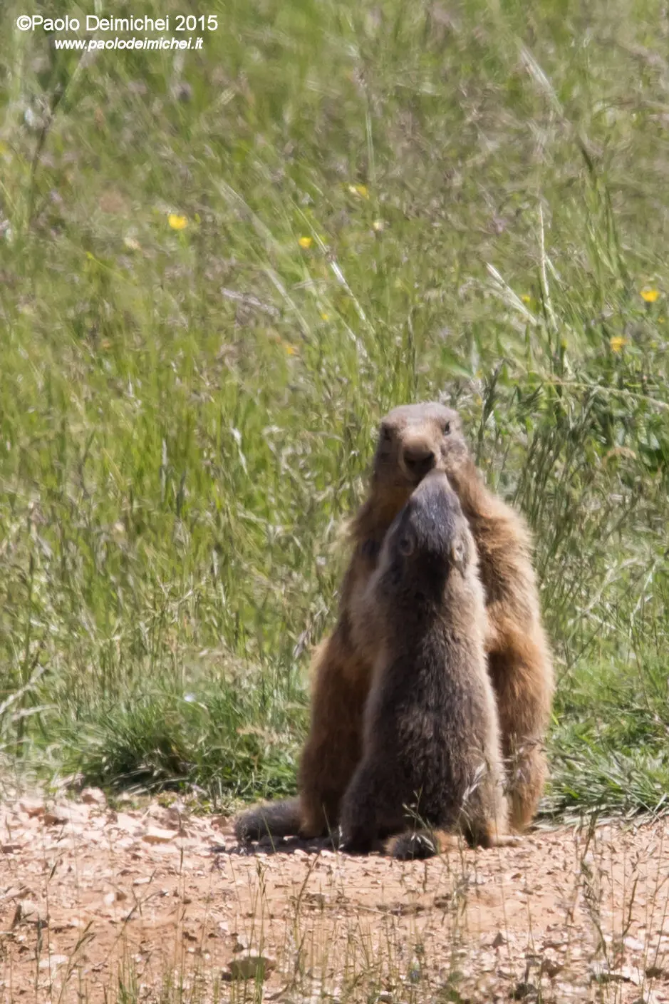 Piano di abbattimento delle marmotte Il Tar blocca la Provincia di Bolzano
