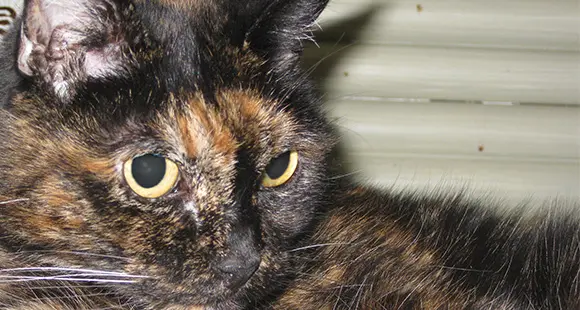 È morta a 27 anni la gatta più vecchia di sempre