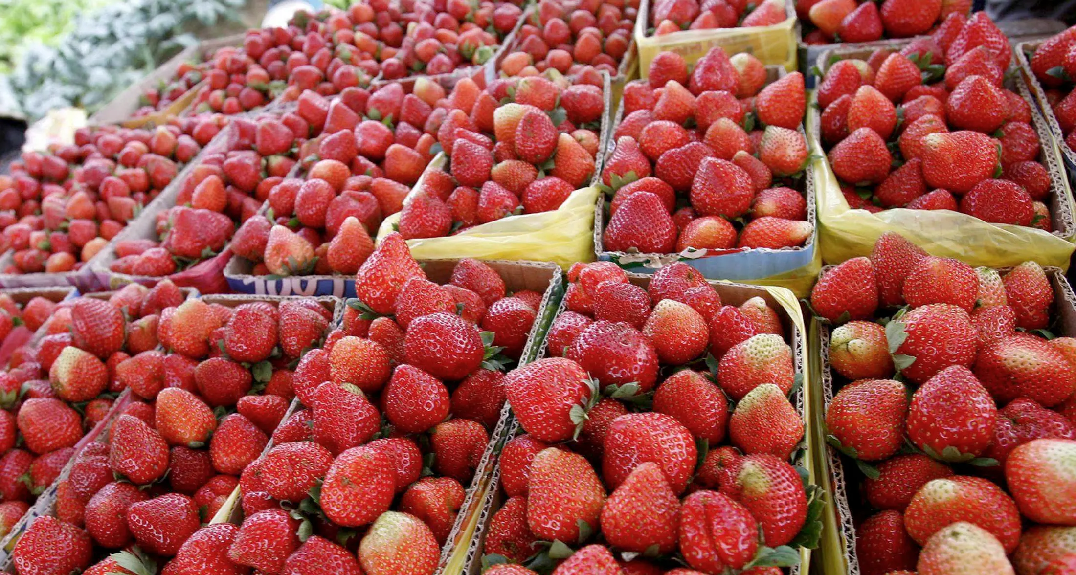 Furto a Lavis: due cestini di fragole
