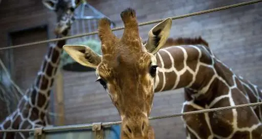 Un'altra giraffa nel «braccio della morte»
