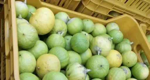 Succo al bergamotto noneso-calabrese