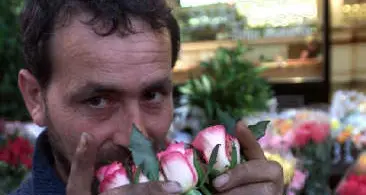 Venditore insistente, gli mangia le rose