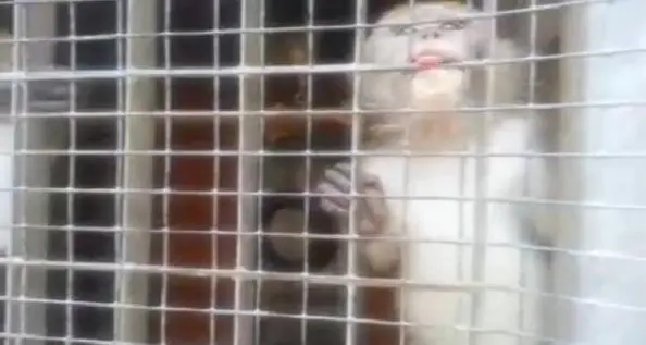 Modena, macachi in gabbia «Non per la vivisezione»