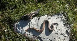 Climber soccorso in parete È stato morso da una vipera