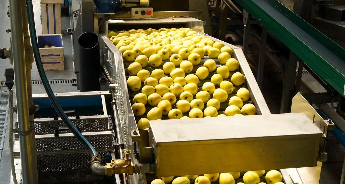 Mele, scende dell'8% la produzione in Trentino
