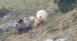 Variazioni cromatiche isabelline nel manto degli orsi e dei camosci