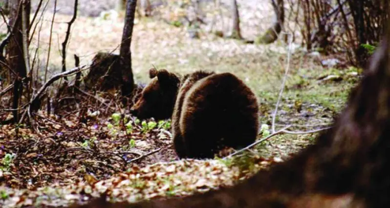 Gli orsi di Dallapiccola e i rimborsi giganti