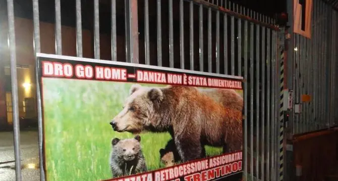 Torna la protesta per l'orsa Daniza Nel mirino le nostre squadre di calcio