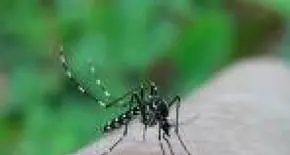 Zanzara tigre, diffusione ancora estesa