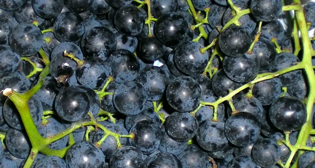 Più zucchero nei vini. Uva, i danni del maltempo