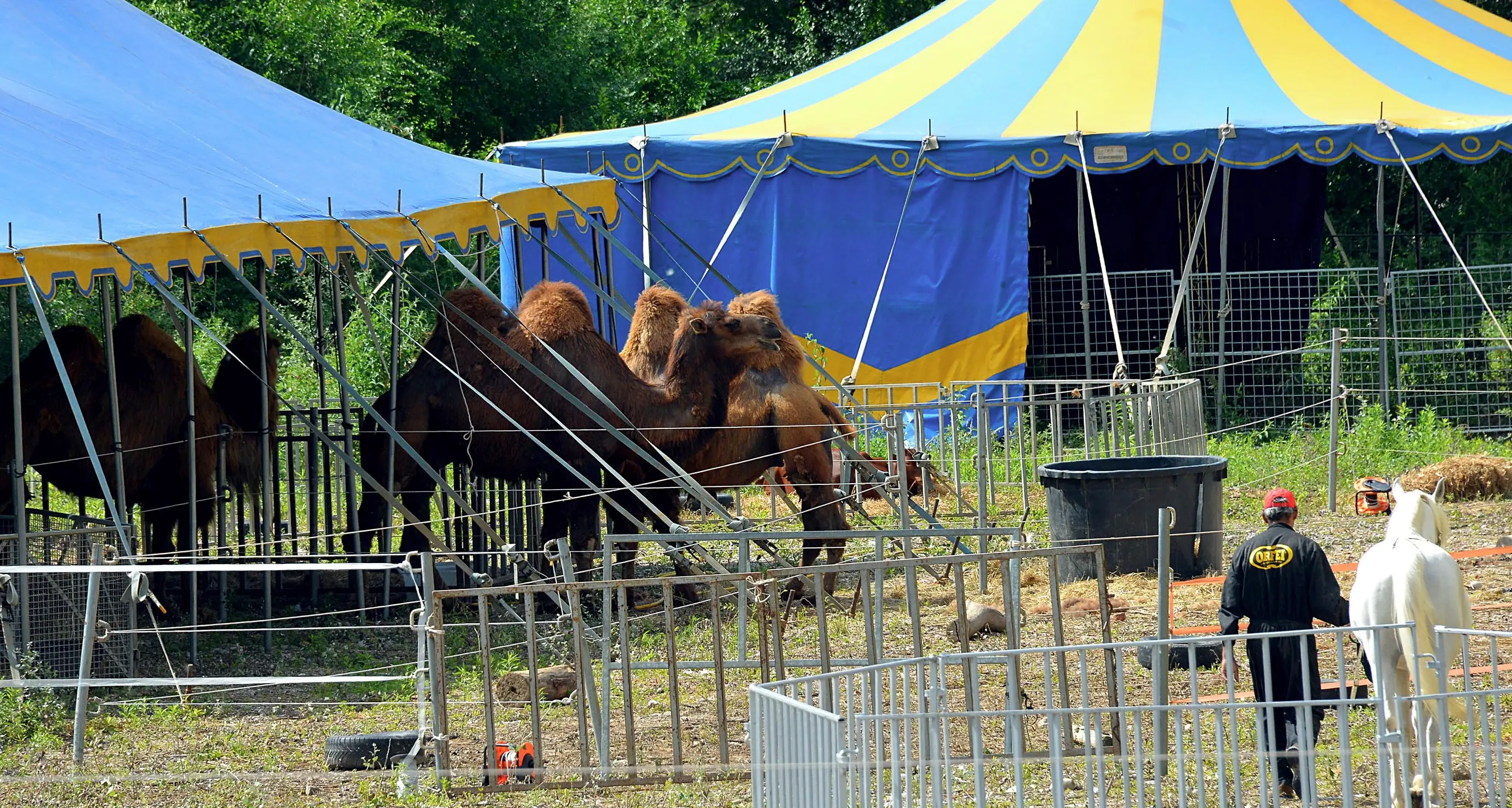 Circo, si cambia: «rottamazione» degli animali