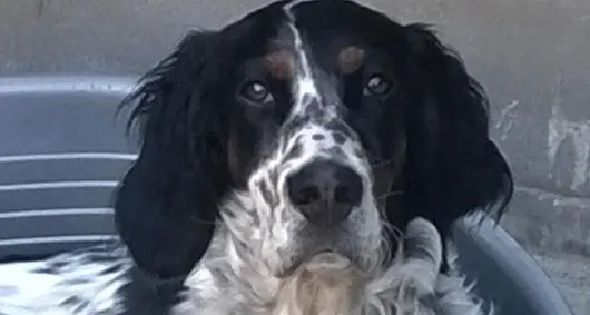 Cani avvelenati