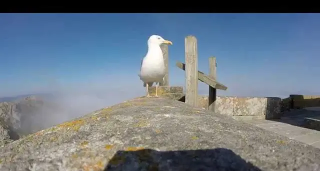 Il gabbiano frega la Go Pro al turista tedesco