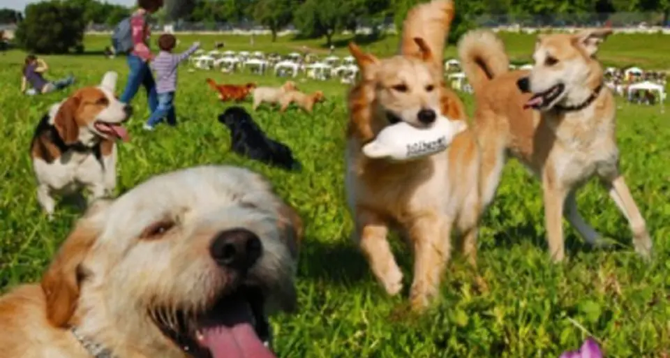 A Ziano s'inaugura il giardino dei cani felici