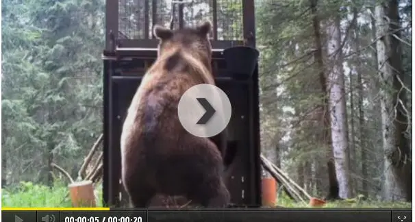 L'orso è un furbetto: mangia l'esca ma non cade in trappola