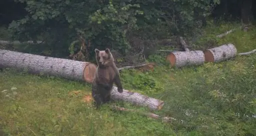 Incontri con l'orso: ci si comporta così