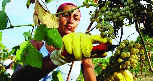L'allarme: viticoltura, sarà un'annata difficile