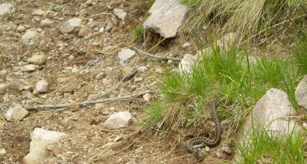 Turista morsa da vipera Allarme in val di Fassa