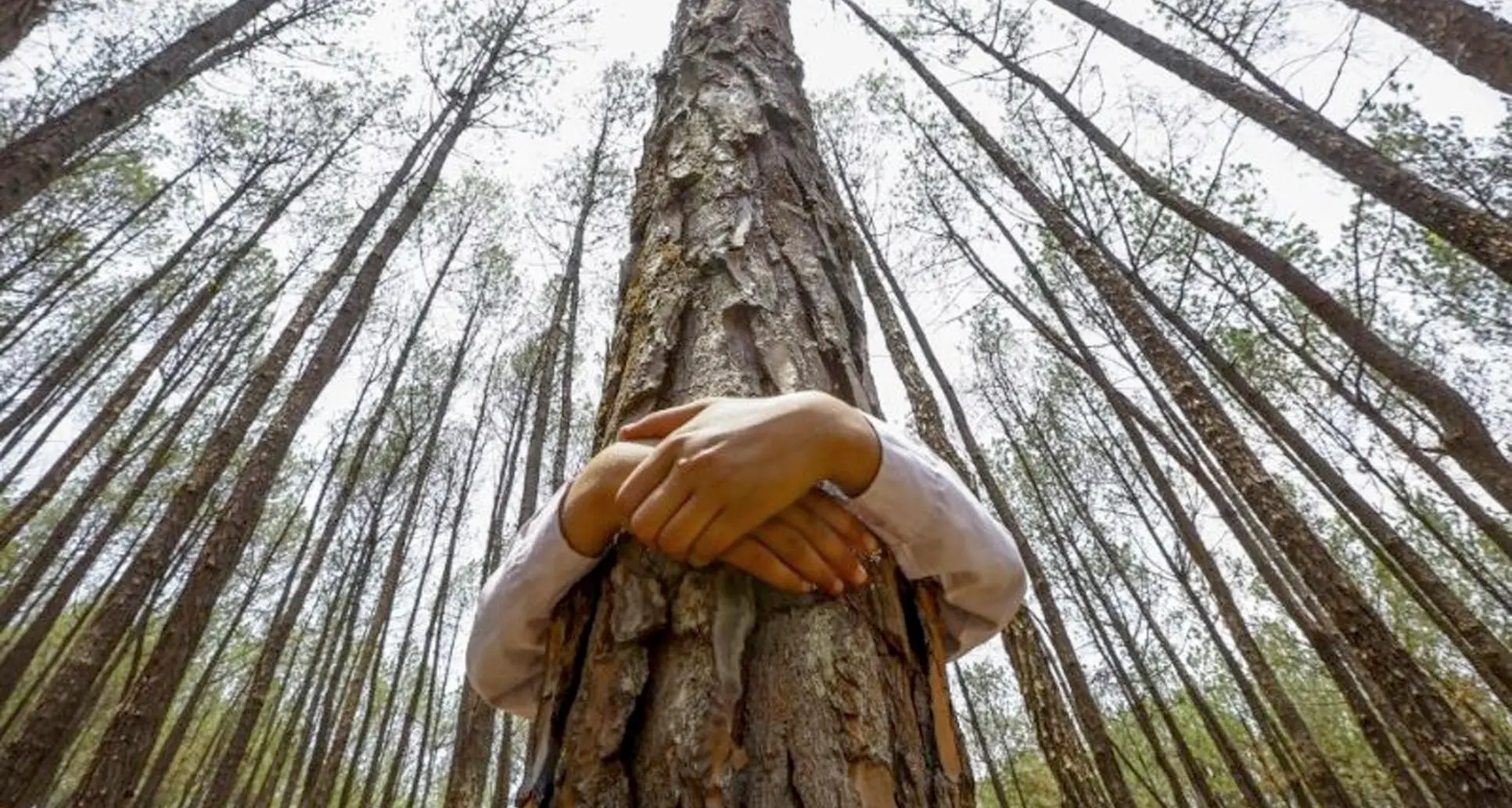A Brentonico la festa degli alberi