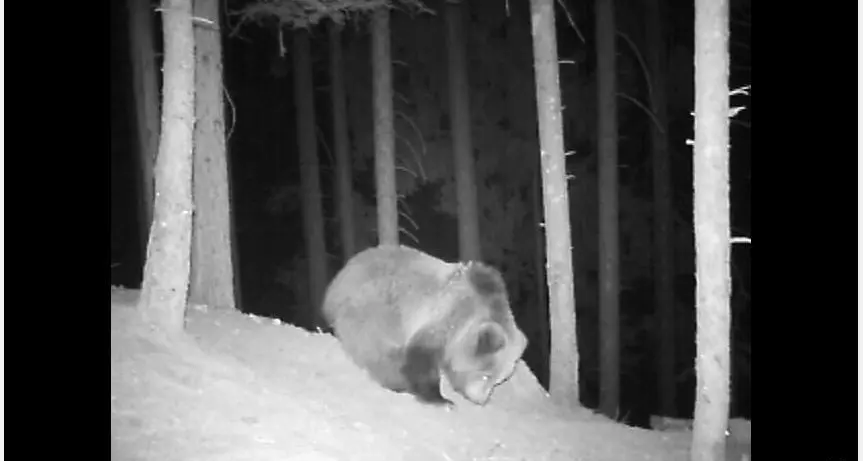 Filmato un orso, la Provincia: «È un figlio di Daniza» Dubbi della Lav che torna all'attacco sull'orsa uccisa