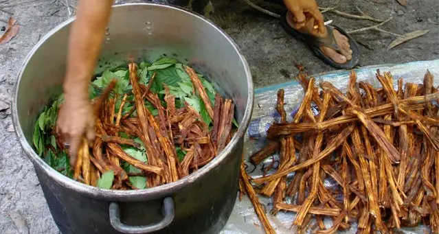 Rito sciamanico con ayahuasca, partecipanti pagano 250 euro a testa