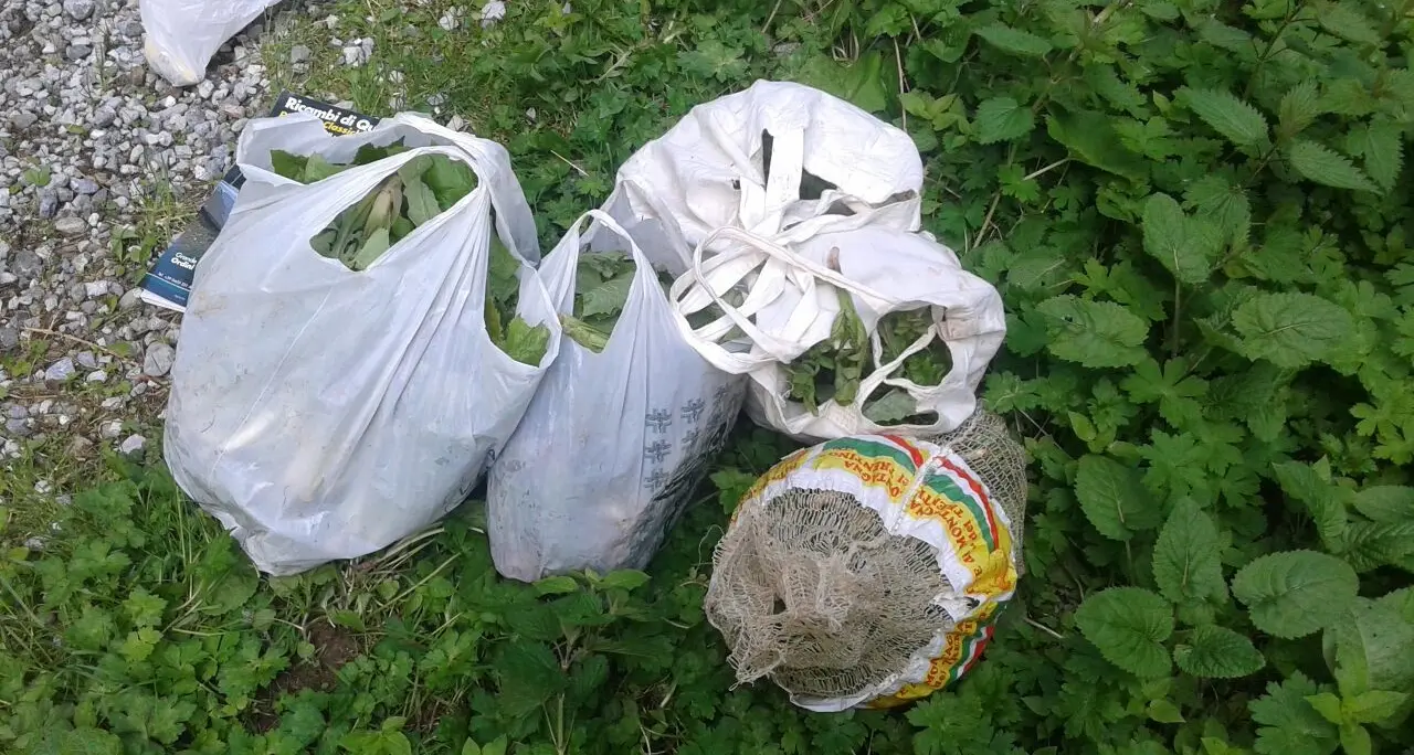 Sequestrati a Roncone 58 kg del «radic de l'Ors»