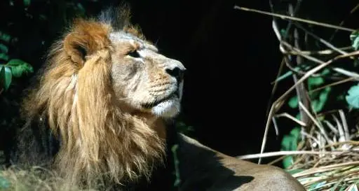 Turista americana sbranata durante il safari in Sudafrica