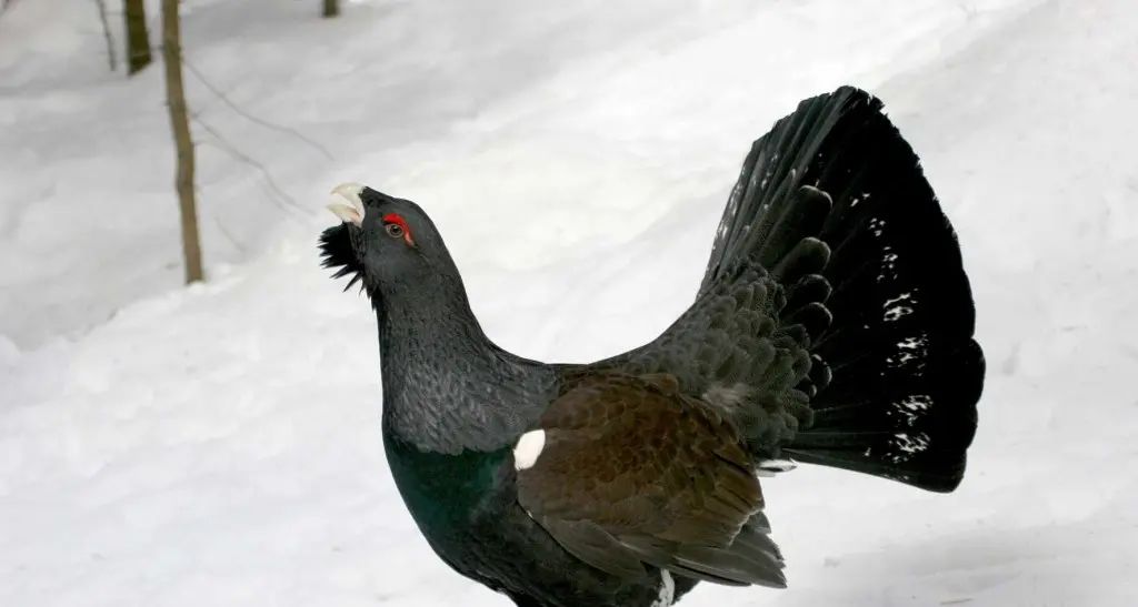 Val Canali, torna la mostra dedicata al gallo cedrone