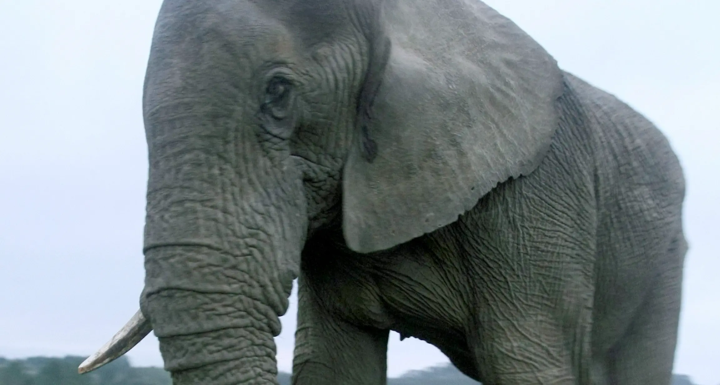 In Germania: elefante fugge dal circo e uccide un uomo