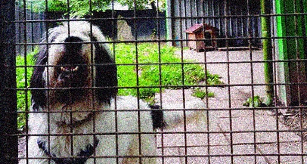 Nasce a Trento lo Sportello piccoli animali